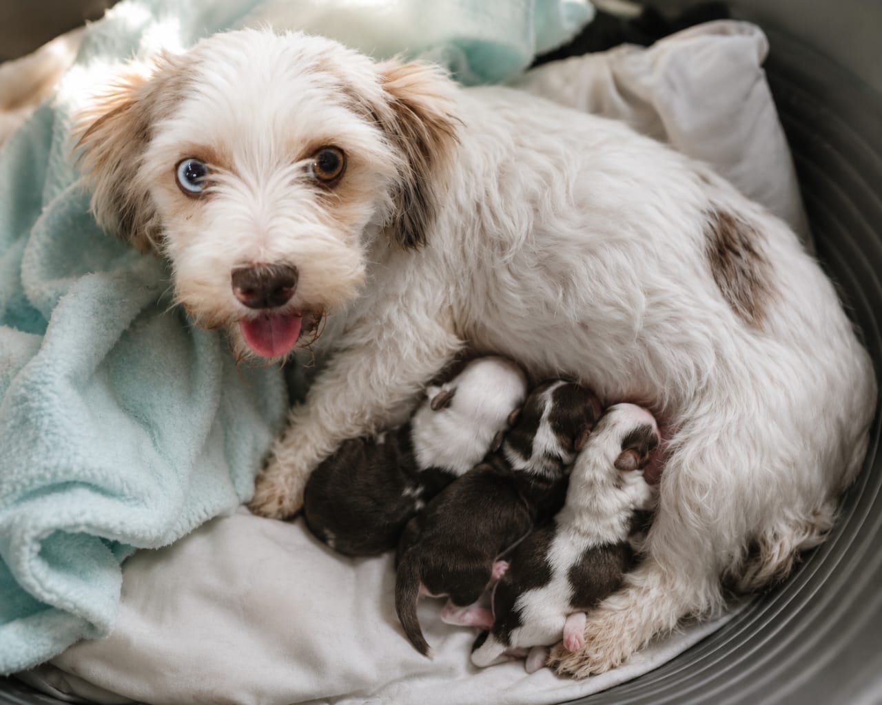 Dog photo