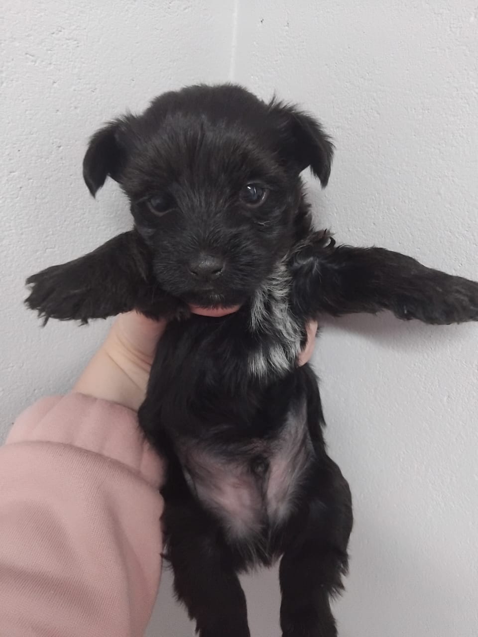 COALBLACK MALE (Mom Lulu)